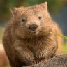 WillyWombat's profile picture