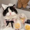顾小艺🌻 profil fotoğrafı
