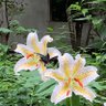 ラッキーウェイウェイ profil fotoğrafı
