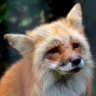 RIP Mikayla Raines 🦊 的头像