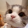 猫しか勝たんぜよ profil fotoğrafı