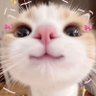 Marukojang profil fotoğrafı
