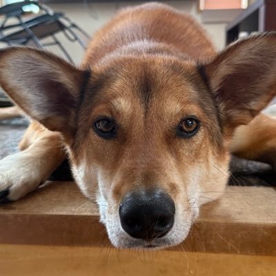 korish_doglive's profile picture