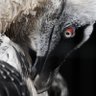 §ウレン½ §@ profil fotoğrafı