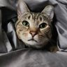 lilvenus's profile picture