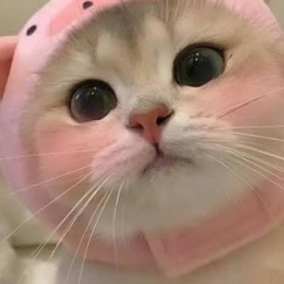 cxf's profile picture