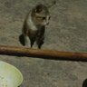 piyawattt 的头像