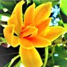 Preethi ็ๅคดๅ
