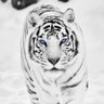 S's profile picture