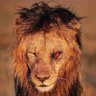 پَرخاشگَر profil fotoğrafı