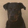 JACOTTE BOSS's profile picture