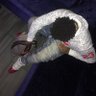 J Foreign's profile picture