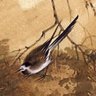 Profilbild von Bidad_Homayoun