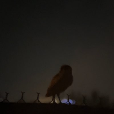 possiblygnostic's profile picture