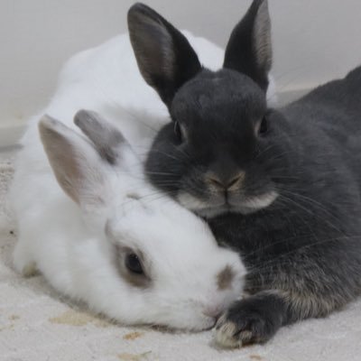 ムクミ商店's profile picture