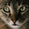 Lovehairy profil fotoğrafı