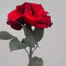 الحمدلله Badar939 profil fotoğrafı