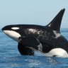 Orca's profile picture