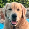 Toby the Fuzzy Bear🐬🌊🐕🐾's profile picture
