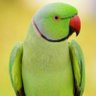 Profilbild von பச்சைக்கிளி