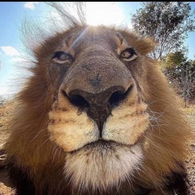 saucemendy12's profile picture