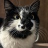 Profilbild von miau