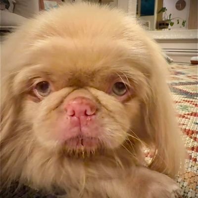 Ester1015🇵🇱🇪🇺's profile picture