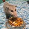 PossumWaffen ⚡⚡'s profile picture