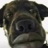 STINKYWINKY420 profil fotoğrafı