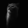 Ftekin's profile picture