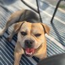 Ronnie's profile picture