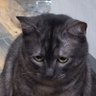 Onekoneko's profile picture