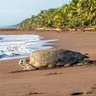 Un Tico más profil fotoğrafı