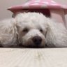 モコモコ's profile picture