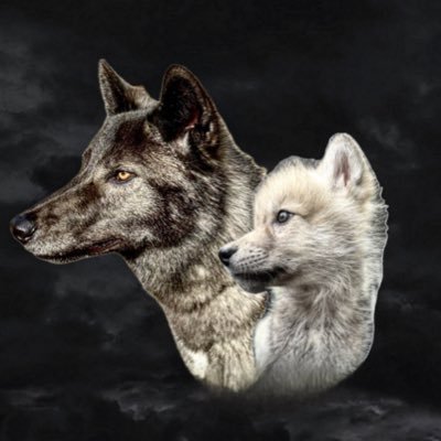 Sigurdr&Fury's profile picture