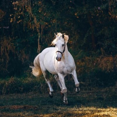 rajhans__18's profile picture