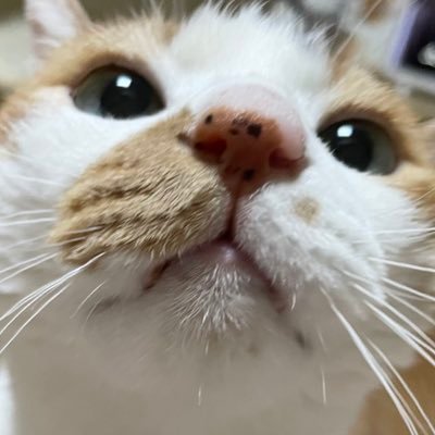 ou_wol's profile picture