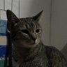 Lisisnisis profil fotoğrafı