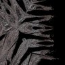 echinodermata 的头像