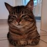 Profilbild von Iris