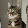 Елена🍀's profile picture