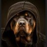 Lee profil fotoğrafı