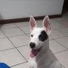 BispoRJ's profile picture