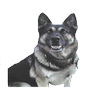 K9 Alpha profil fotoğrafı