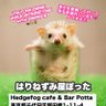 はりねずみ屋ぽった's profile picture