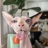 Timmeh's profile picture
