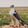 نايف الدوسري's profile picture