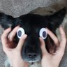 Profilbild von Wolfie