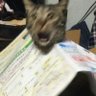 Mert's profile picture