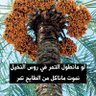 بوتركي's profile picture